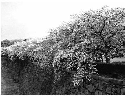 Dòng Sông Thơ Ấu
