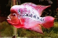 Lý tâm sự: Sau mấy vòng lang thang trên mạng, tình cờ được một vài thông tin cơ bản về cách chăm sóc cá La Hán